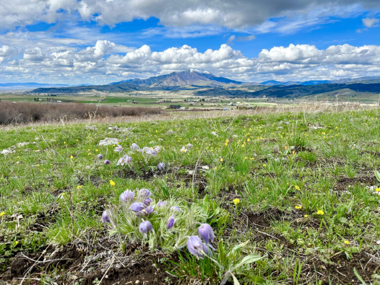 Montana Life!