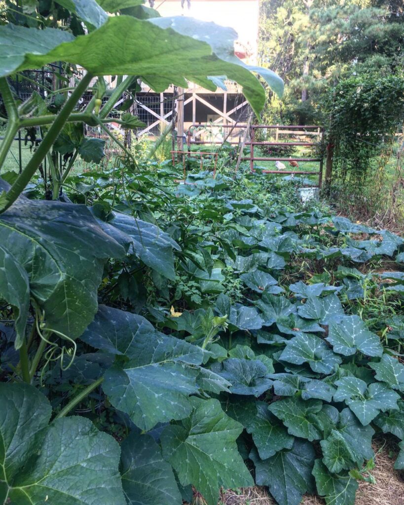 Lush green leafy squash plant garden with farm gate in the background.