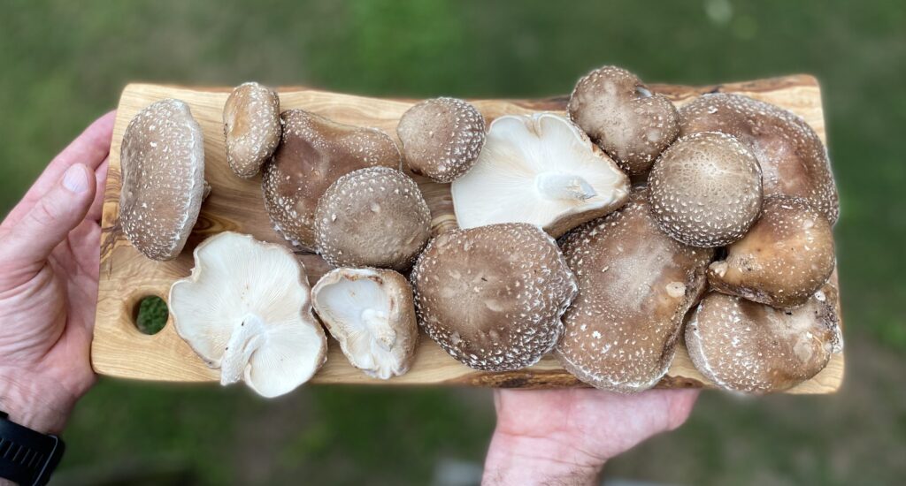 Freshly harvested shitake mushrooms displayed on a wooden chopping board.