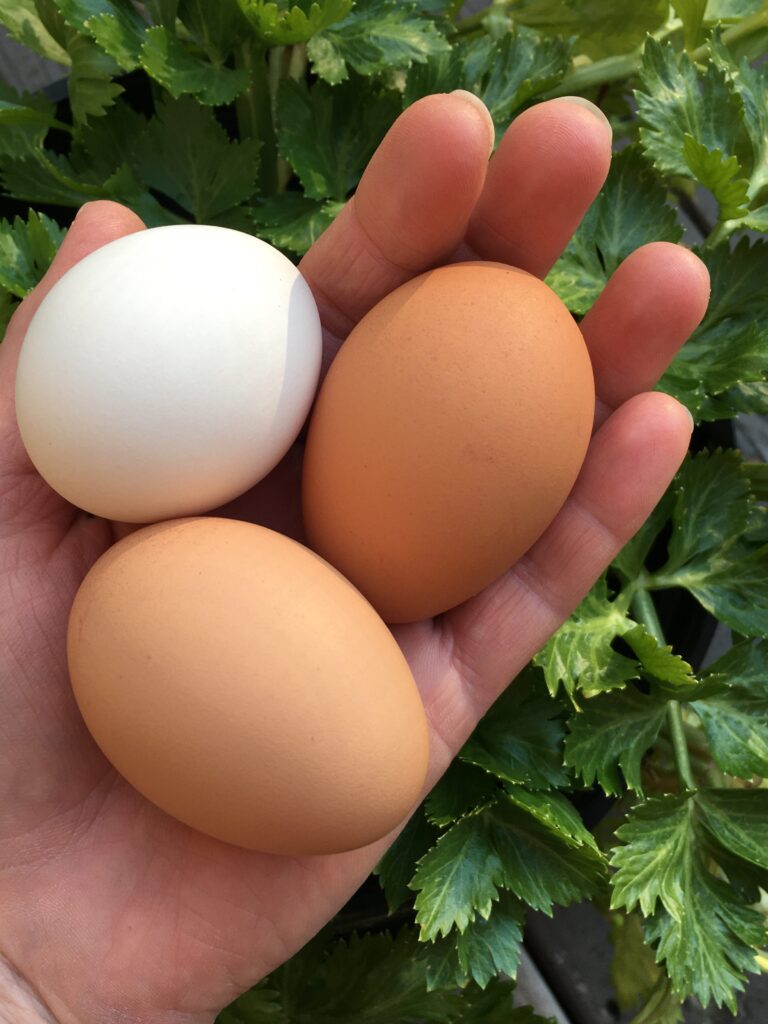 Chef Jen collecting fresh eggs and holding3 of them in her hand over a herb garden