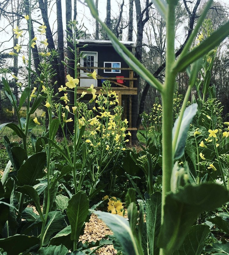 Looking through a garden of green plants and yellow flowers to view an elevated treehouse with a white door and window.