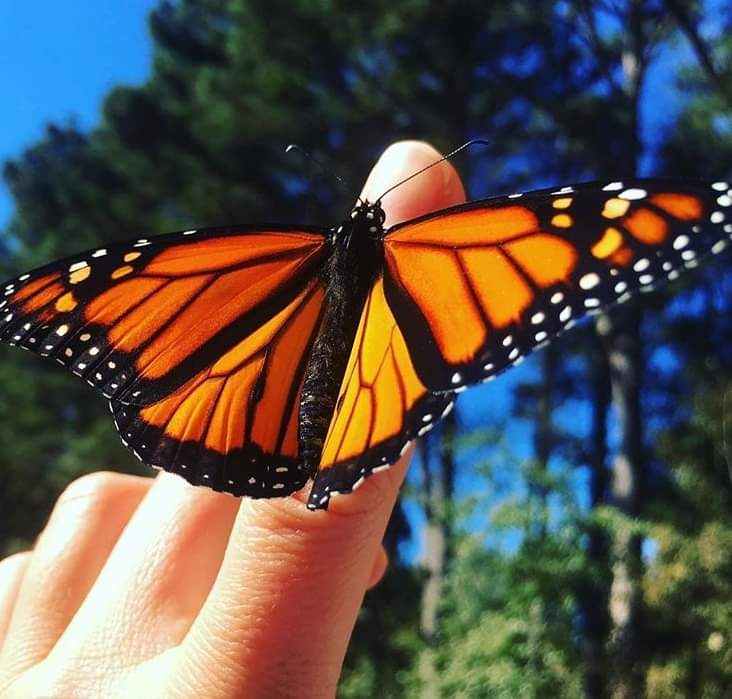 Monarch butterfly on Chef Jen's finger. Photo is paying tribute to her dear friend who passed away from pancreatic cancer.