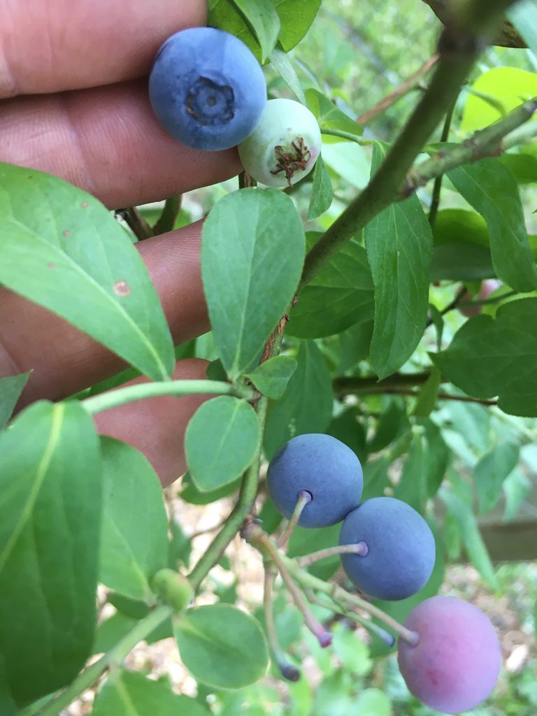 Close up photo of Chef Jen's hand picking blueberries from a bush.