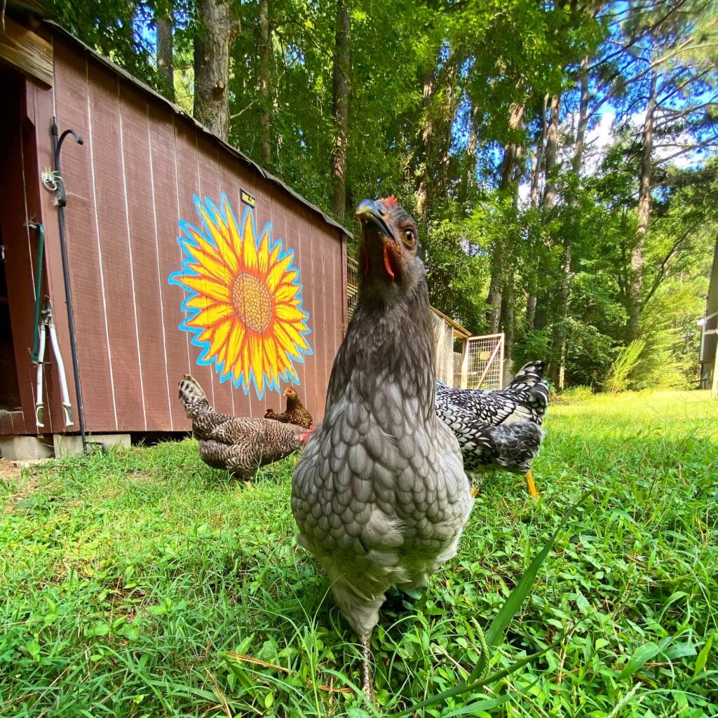 Chef Jen's chickens posing in front of her chicken coop which has a large yellow sunflower painted on the side.