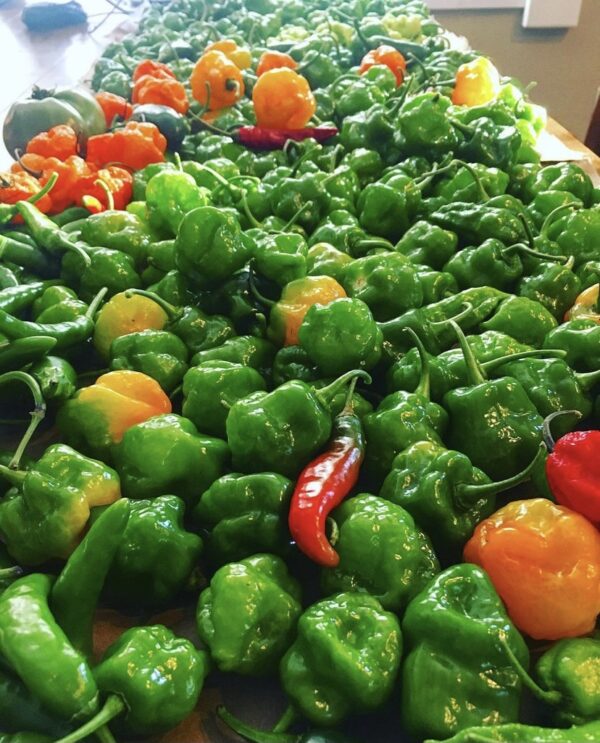 A large farmhouse wood table covered in various types of green, orange and red harvested chili peppers.
