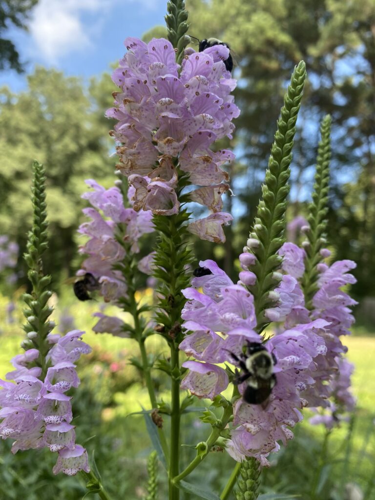 Beautiful purple flowers in a pollinator garden with a bee collecting pollen. The background is a forest with bright blue sky.