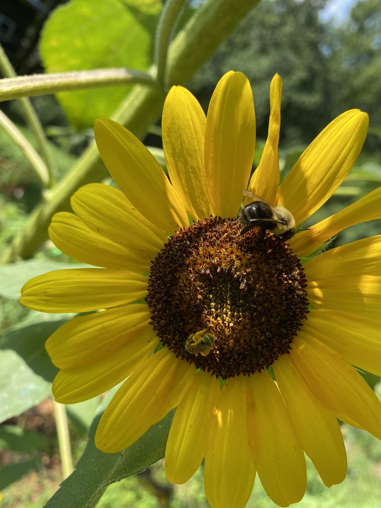Bright yellow sunflower with a bee on it collecting pollen.